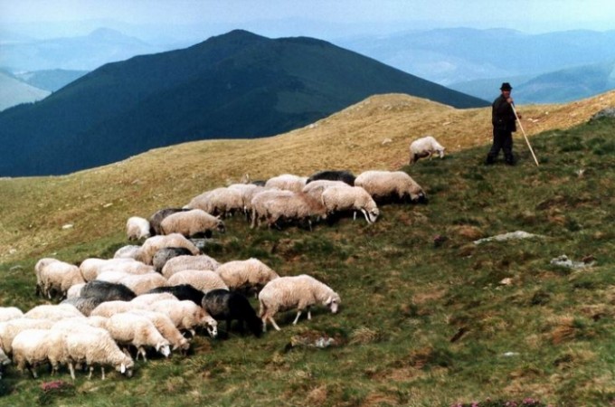 Baa 3